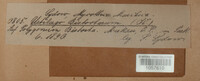 Microbotryum bistortarum image